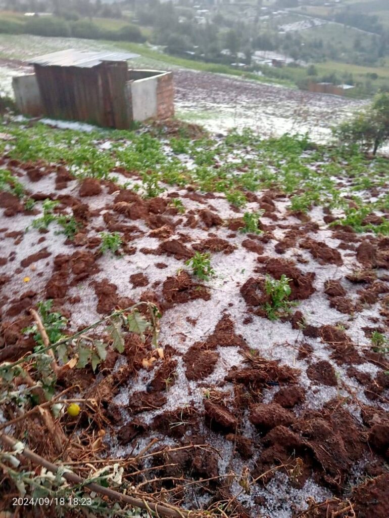 Flooding at Mau Forest