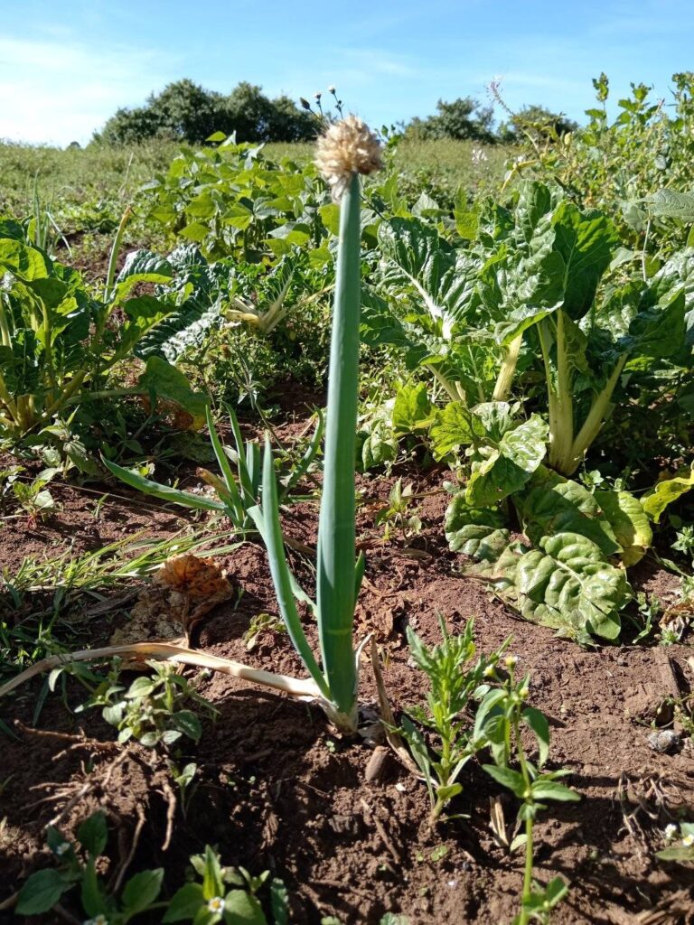 food for the community