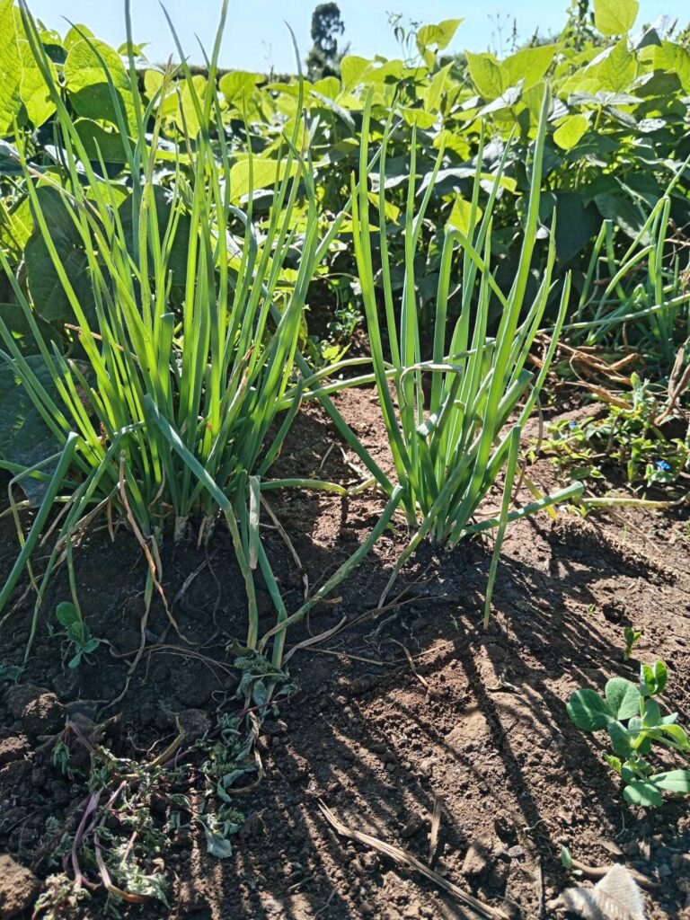growing food for the community
