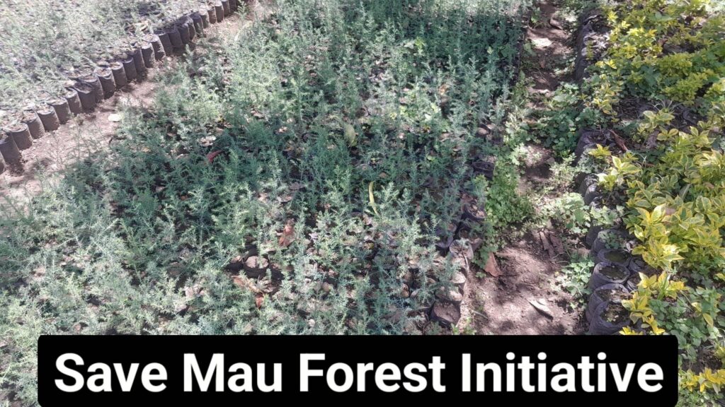 seedlings for replanting at Mau